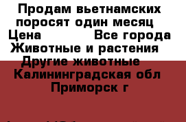Продам вьетнамских поросят,один месяц › Цена ­ 3 000 - Все города Животные и растения » Другие животные   . Калининградская обл.,Приморск г.
